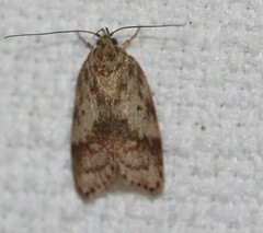 Oligoloba severa