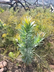 Leucadendron argenteum