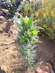 Leucadendron argenteum