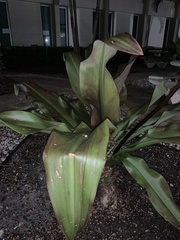 Aspidistra