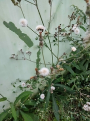 Erigeron bonariensis