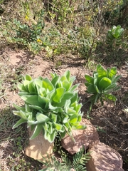Leucospermum conocarpodendron conocarpodendron