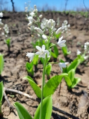 Ornithogalum convallarioides