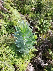 Leucadendron argenteum