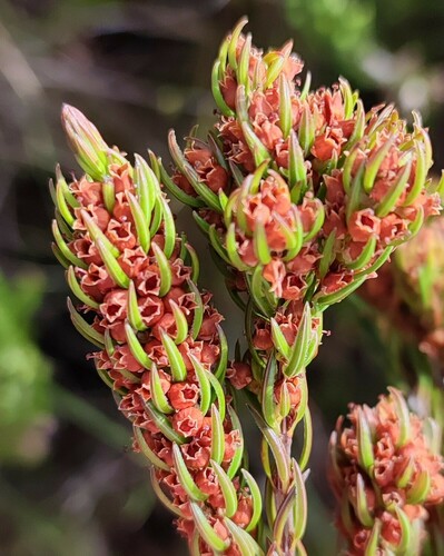 Erica columnaris