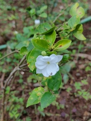 Jasminum sambac
