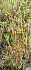 Erica columnaris