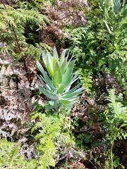 Leucadendron argenteum