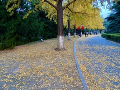 Ginkgo biloba