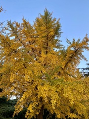 Ginkgo biloba