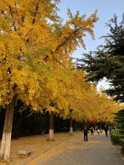 Ginkgo biloba