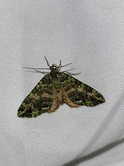 Austrocidaria similata