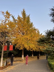 Ginkgo biloba