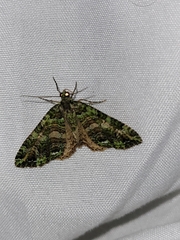 Austrocidaria similata