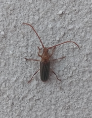 Oxymerus