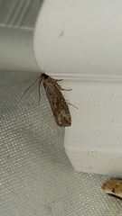 Strepsicrates ejectana