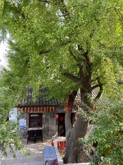 Ginkgo biloba