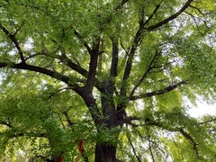 Ginkgo biloba