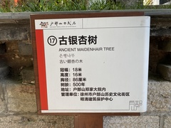 Ginkgo biloba