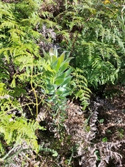 Leucadendron argenteum