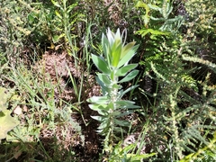 Leucadendron argenteum