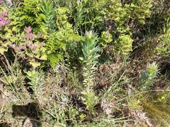Leucadendron argenteum