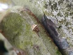 Gibbaranea bituberculata