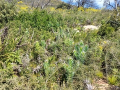 Leucadendron argenteum