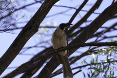 Philemon buceroides yorki