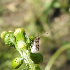 Stictopleurus punctatonervosus