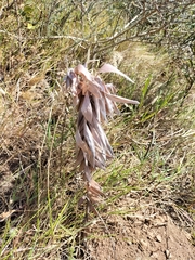 Leucadendron argenteum