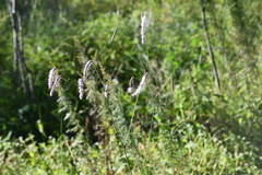 Sanguisorba parviflora