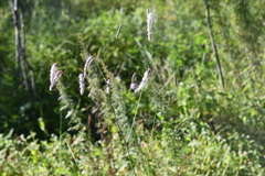 Sanguisorba parviflora