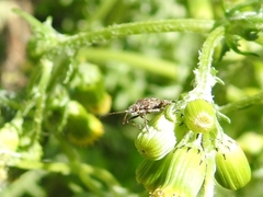 Stictopleurus punctatonervosus