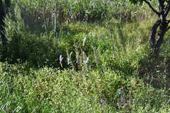 Sanguisorba parviflora