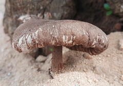 Amauroderma