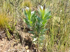 Leucadendron argenteum