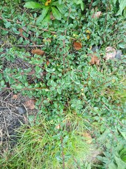 Cotoneaster × suecicus