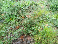 Cotoneaster × suecicus