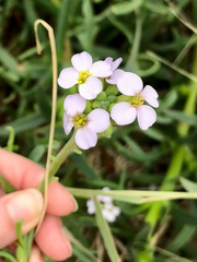 Cakile maritima