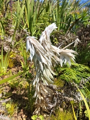 Leucadendron argenteum