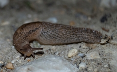 Tandonia kusceri
