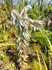 Leucadendron argenteum
