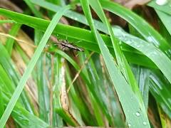 Micrelytra fossularum