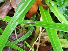 Micrelytra fossularum