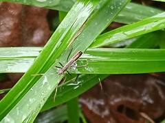 Micrelytra fossularum