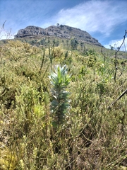 Leucadendron argenteum