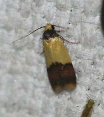 Heteroteucha dichroella