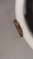 Strepsicrates ejectana