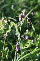 Cirsium pendulum